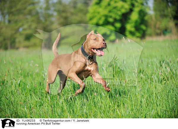 rennender American Pit Bull Terrier / running American Pit Bull Terrier / YJ-06233