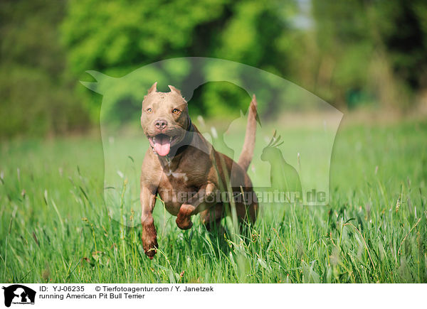 rennender American Pit Bull Terrier / running American Pit Bull Terrier / YJ-06235