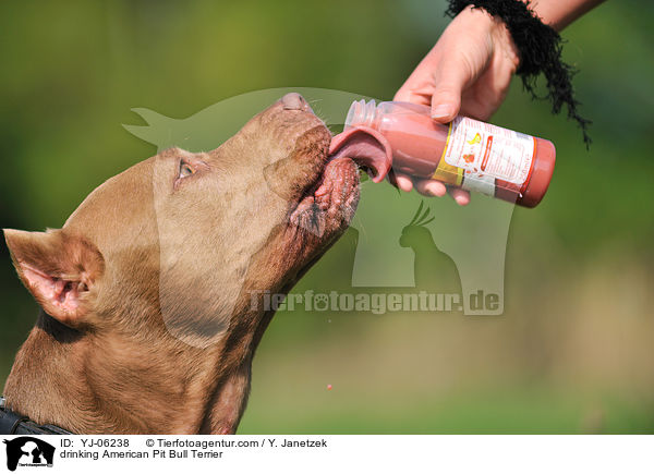 trinkender American Pit Bull Terrier / drinking American Pit Bull Terrier / YJ-06238