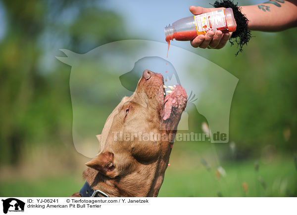 trinkender American Pit Bull Terrier / drinking American Pit Bull Terrier / YJ-06241