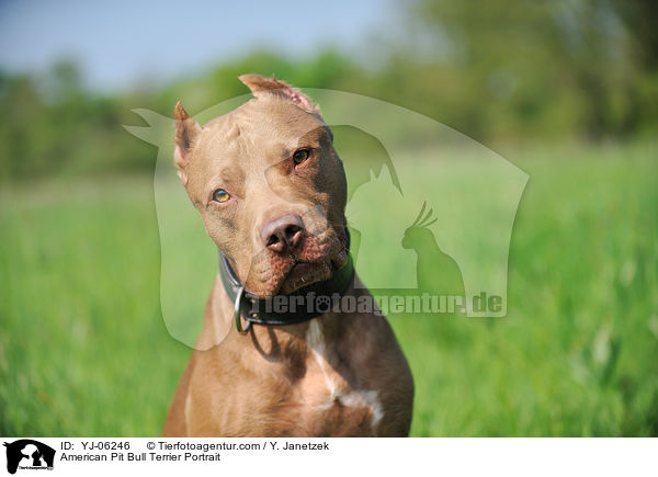 American Pit Bull Terrier Portrait / American Pit Bull Terrier Portrait / YJ-06246