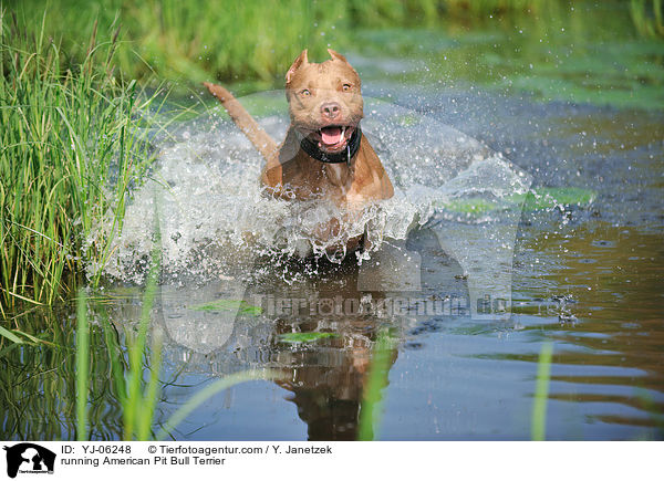 rennender American Pit Bull Terrier / running American Pit Bull Terrier / YJ-06248