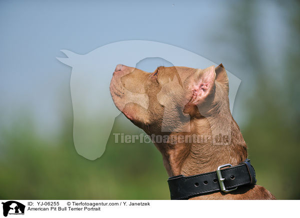 American Pit Bull Terrier Portrait / American Pit Bull Terrier Portrait / YJ-06255