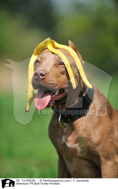 American Pit Bull Terrier Portrait / American Pit Bull Terrier Portrait / YJ-06258