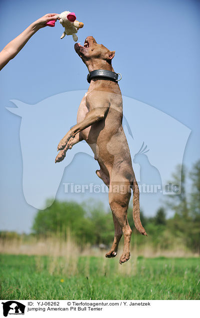 springender American Pit Bull Terrier / jumping American Pit Bull Terrier / YJ-06262