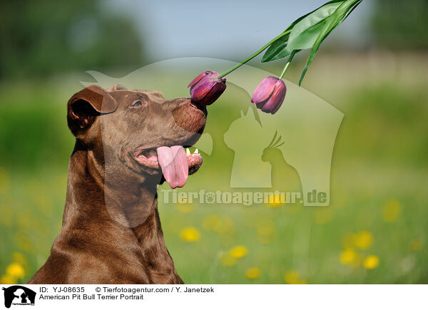 American Pit Bull Terrier Portrait / American Pit Bull Terrier Portrait / YJ-08635