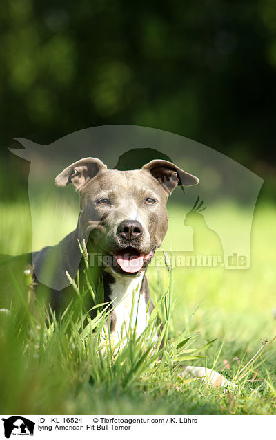 liegender American Pit Bull Terrier / lying American Pit Bull Terrier / KL-16524