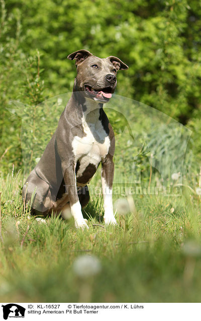 sitzender American Pit Bull Terrier / sitting American Pit Bull Terrier / KL-16527