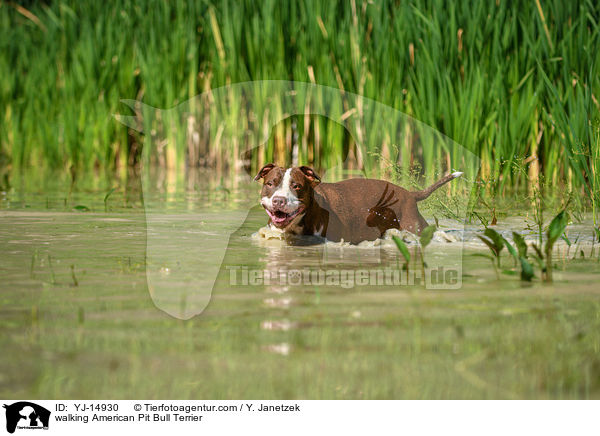 laufender American Pit Bull Terrier / walking American Pit Bull Terrier / YJ-14930