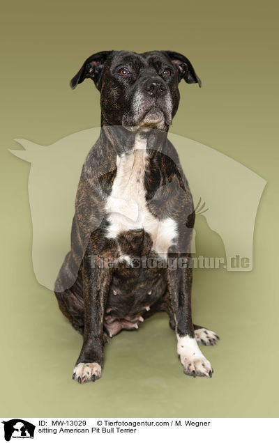 sitzender American Pit Bull Terrier / sitting American Pit Bull Terrier / MW-13029
