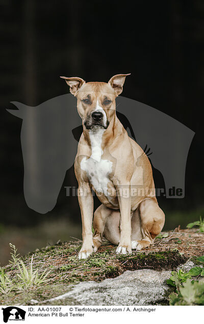 American Pit Bull Terrier / American Pit Bull Terrier / AA-01007