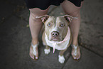 sitting American Pit Bull