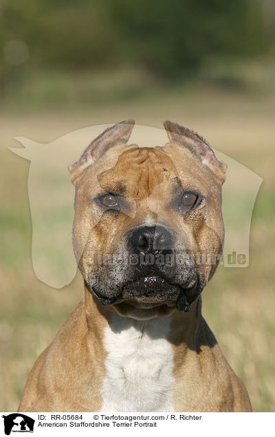 American Staffordshire Terrier Portrait / American Staffordshire Terrier Portrait / RR-05684