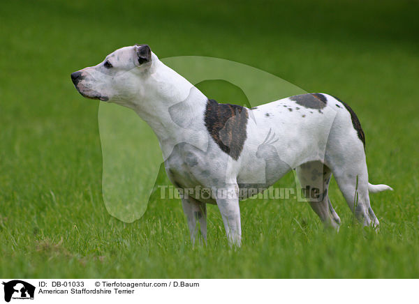American Staffordshire Terrier / American Staffordshire Terrier / DB-01033