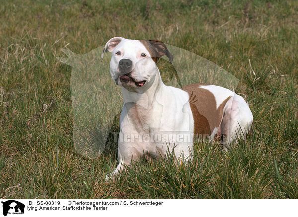 liegender American Staffordshire Terrier / lying American Staffordshire Terrier / SS-08319