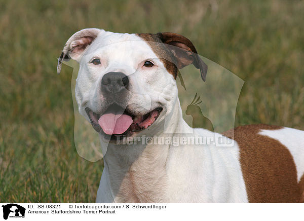 American Staffordshire Terrier Portrait / American Staffordshire Terrier Portrait / SS-08321