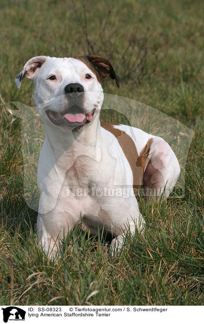 liegender American Staffordshire Terrier / lying American Staffordshire Terrier / SS-08323