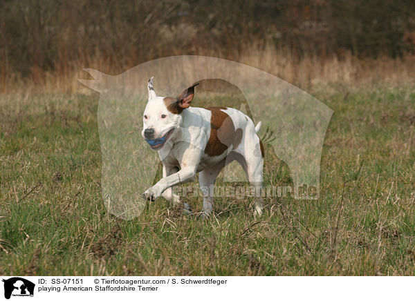 spielender American Staffordshire Terrier / playing American Staffordshire Terrier / SS-07151