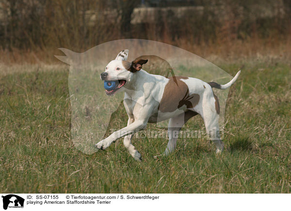 spielender American Staffordshire Terrier / playing American Staffordshire Terrier / SS-07155