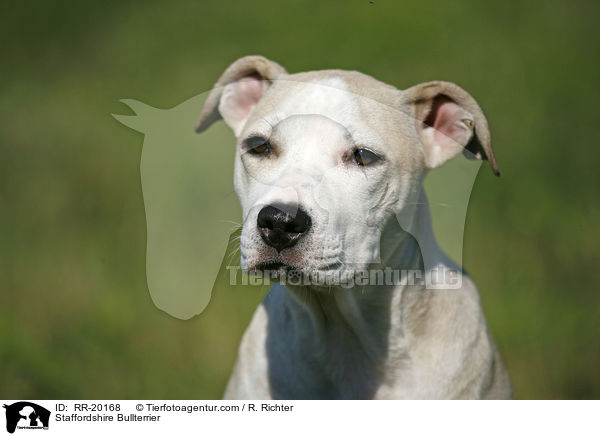 Staffordshire Bullterrier / RR-20168