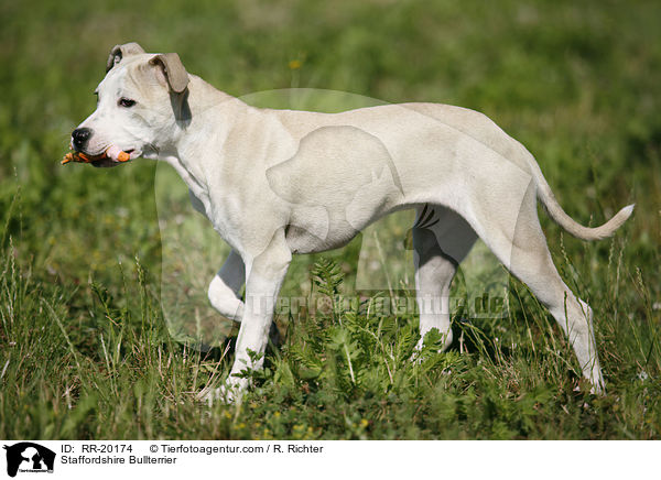 Staffordshire Bullterrier / RR-20174