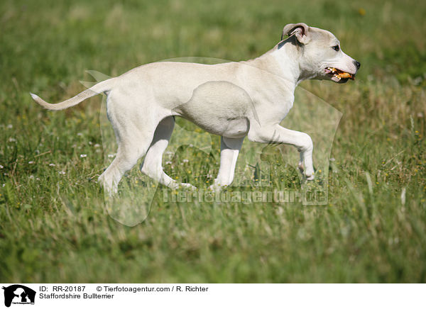 Staffordshire Bullterrier / Staffordshire Bullterrier / RR-20187