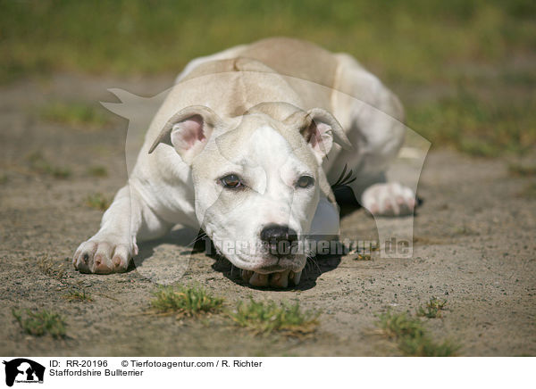 Staffordshire Bullterrier / Staffordshire Bullterrier / RR-20196