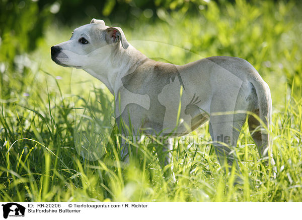 Staffordshire Bullterrier / RR-20206