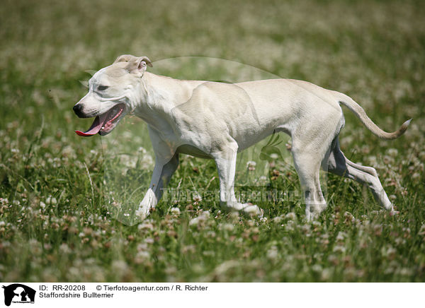 Staffordshire Bullterrier / RR-20208