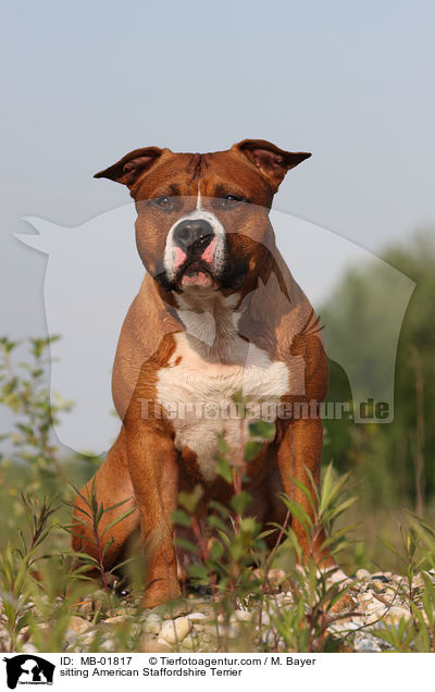 sitzender American Staffordshire Terrier / sitting American Staffordshire Terrier / MB-01817