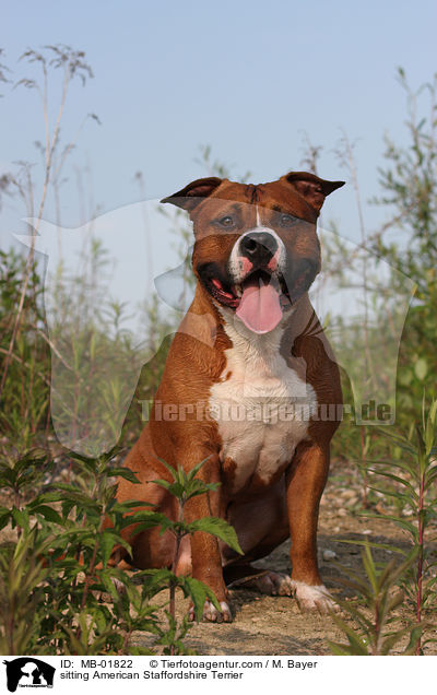 sitzender American Staffordshire Terrier / sitting American Staffordshire Terrier / MB-01822