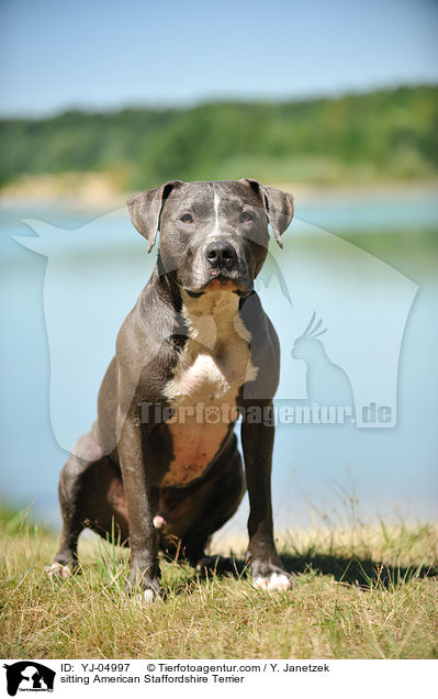 sitzender American Staffordshire Terrier / sitting American Staffordshire Terrier / YJ-04997