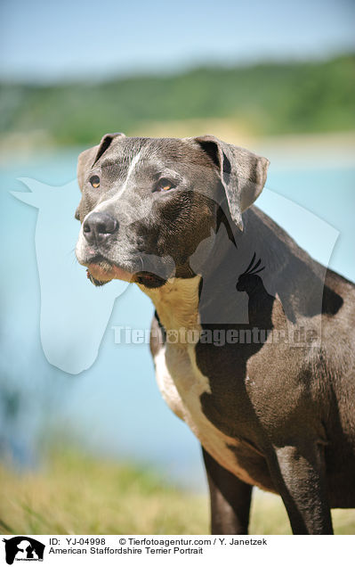 American Staffordshire Terrier Portrait / American Staffordshire Terrier Portrait / YJ-04998