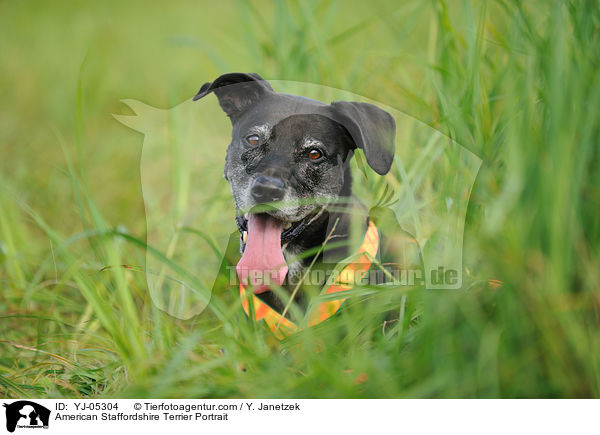 American Staffordshire Terrier Portrait / YJ-05304