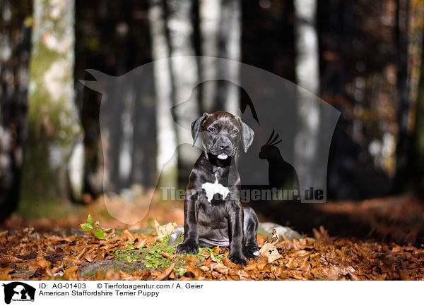 American Staffordshire Terrier Welpe / American Staffordshire Terrier Puppy / AG-01403