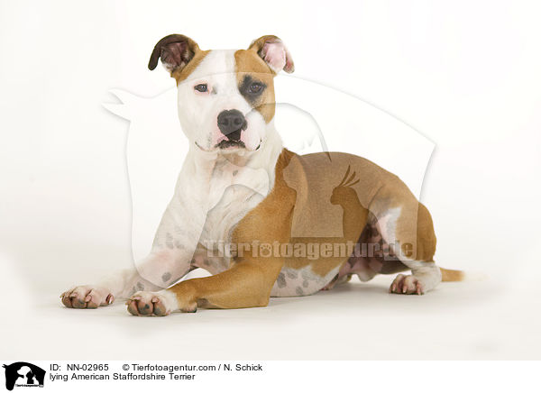lying American Staffordshire Terrier / NN-02965