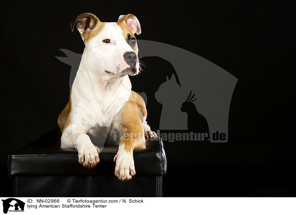 lying American Staffordshire Terrier / NN-02966