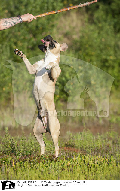 spielender American Staffordshire Terrier / playing American Staffordshire Terrier / AP-12580