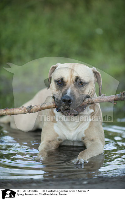 liegender American Staffordshire Terrier / lying American Staffordshire Terrier / AP-12584