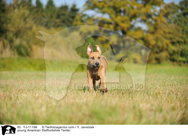 junger American Staffordshire Terrier / young American Staffordshire Terrier / YJ-11198