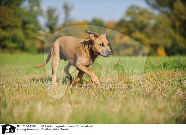 junger American Staffordshire Terrier / young American Staffordshire Terrier / YJ-11201