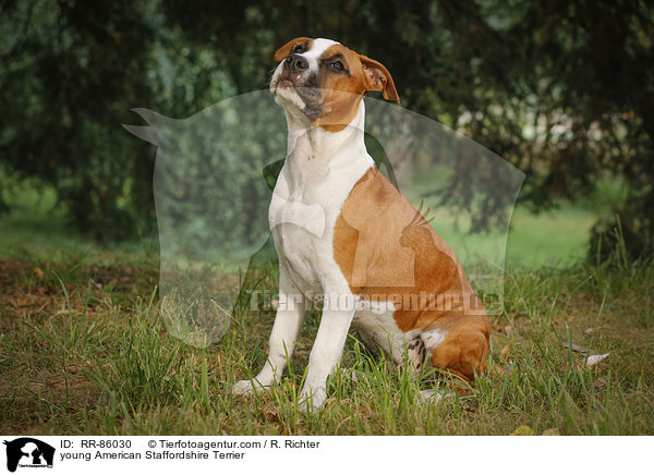 junger American Staffordshire Terrier / young American Staffordshire Terrier / RR-86030