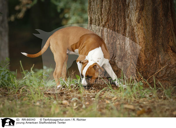 junger American Staffordshire Terrier / young American Staffordshire Terrier / RR-86040