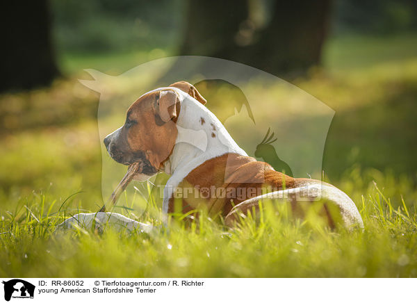 junger American Staffordshire Terrier / young American Staffordshire Terrier / RR-86052