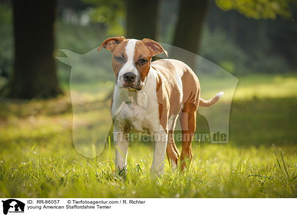 junger American Staffordshire Terrier / young American Staffordshire Terrier / RR-86057