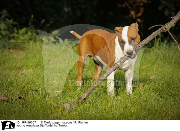 junger American Staffordshire Terrier / young American Staffordshire Terrier / RR-86067