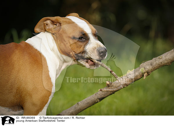 junger American Staffordshire Terrier / young American Staffordshire Terrier / RR-86069