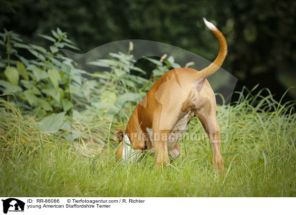 junger American Staffordshire Terrier / young American Staffordshire Terrier / RR-86086