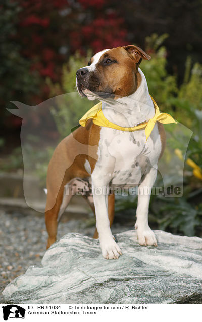 American Staffordshire Terrier / American Staffordshire Terrier / RR-91034