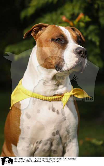 American Staffordshire Terrier Portrait / American Staffordshire Terrier Portrait / RR-91036
